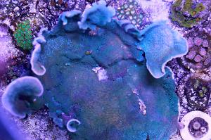 Monti Cap Bluegreen Thumbnail