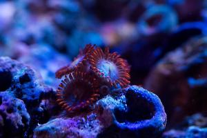 Fire and Ice Zoas Thumbnail