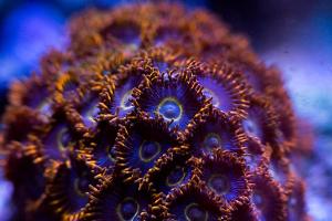 Rainbow Hornet Zoas Thumbnail