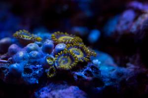 LA Laker Zoas Thumbnail