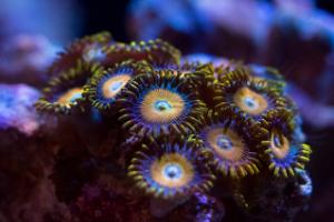 Scrambled Egg Zoas Thumbnail