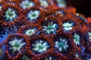 Alpha and Omega Zoas Thumbnail