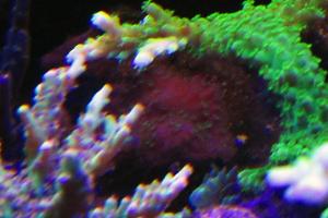 Acropora Coral Thumbnail