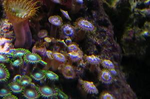 Cornflower Zoas Thumbnail