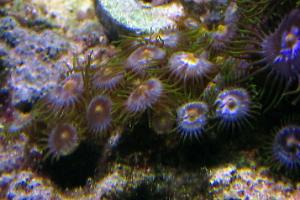 Blowpops zoas Thumbnail