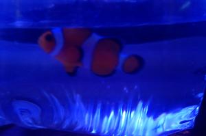 Ocellaris Clownfish