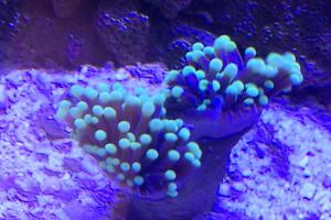 Torch Coral Thumbnail