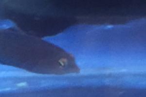 Six Line Wrasse Thumbnail