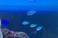 Blue/Green Reef Chromis
