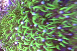 Green Star Polyp Thumbnail