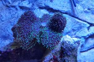Hairy Mushroom Thumbnail
