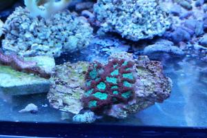 Brain Coral Favites greenred Thumbnail