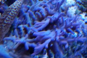 Acropora Coral dypvanns Thumbnail