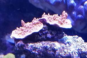 Leaf Plate Montipora orange Thumbnail
