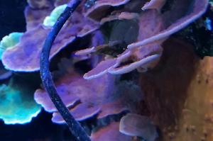 Montipora purple Thumbnail