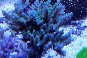 Acropora Coral Thumbnail