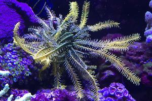 Green/Gold featherstar