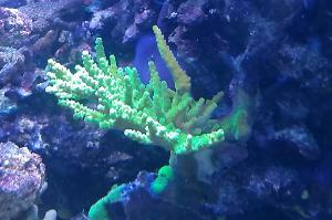 Acropora green staghorn Thumbnail
