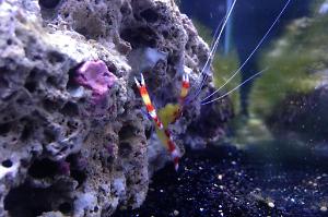 Yellow Banded Coral Shrimp