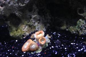 Cinnamon Palythoa Grandis