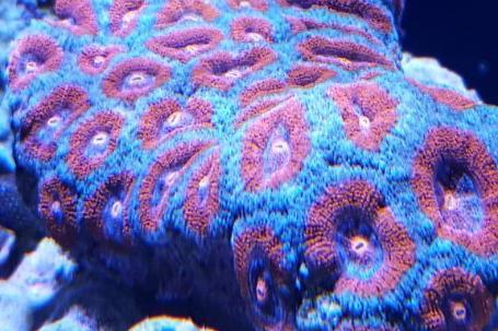 Aussie Micromussa Coral