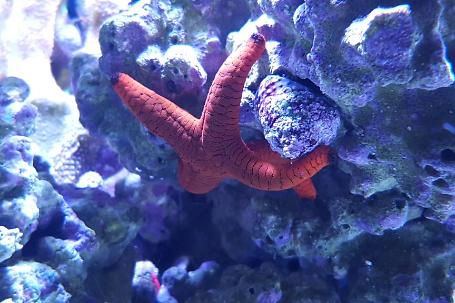 Red Sea Star