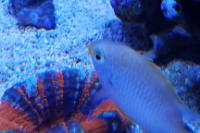 Lemon Chromis Thumbnail