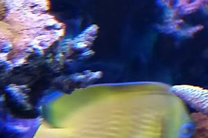 Acropora Coral blågrønn hårete Thumbnail