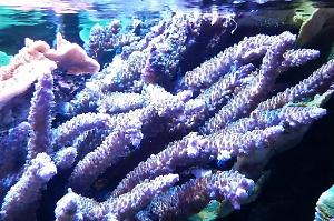 Acropora Blue tips Thumbnail