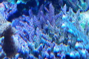 Acropora sp blålilla Thumbnail