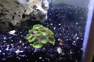 LA Laker Zoanthids Thumbnail