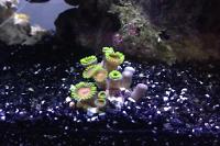 Zoanthid Thumbnail