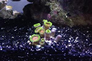 Zoanthid Thumbnail