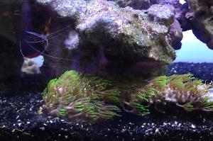 Green Star Polyp Thumbnail