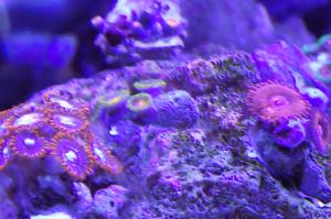 Zoanthid Thumbnail