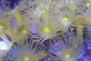Zoanthid Thumbnail