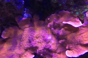 Red Montipora Capricornis Thumbnail