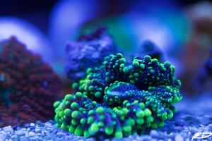 Green Nebula Mushroom Thumbnail