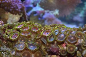 Zoanthid Thumbnail