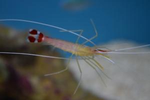 Red Line Cleaner Shrimp Thumbnail