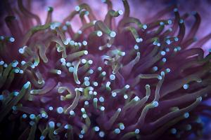 TriColor Torch Coral Thumbnail