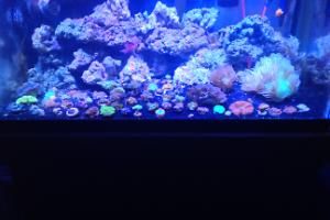 Tang Tank Thumbnail