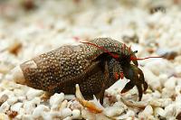 Red Tip Hermit Crab Thumbnail