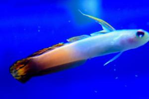 Firefish Thumbnail