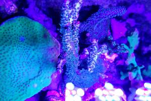 Acropora Coral Thumbnail