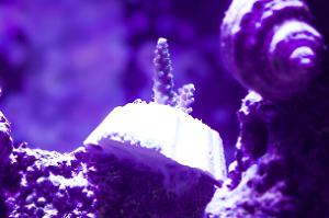 Blue Acropora Coral Thumbnail