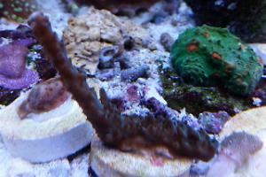 Acropora Coral staghorn Thumbnail