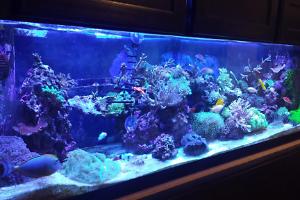 My Aquarium Thumbnail
