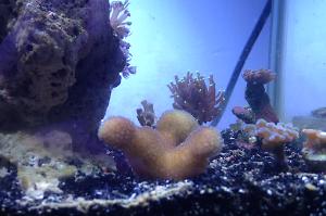 Stylophora Coral