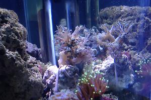 Pulsating Xenia
